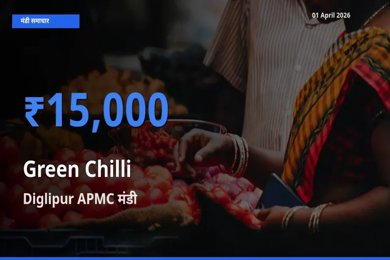 आज हरी मिर्च के सबसे ज़्यादा दाम Diglipur APMC मंडी में दर्ज