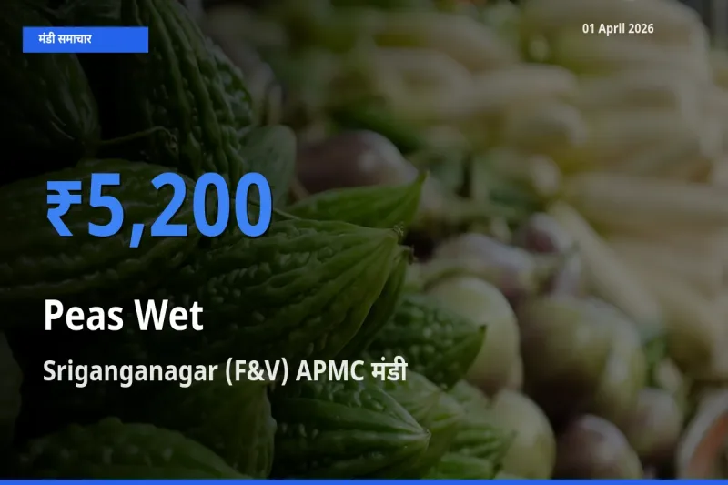 01 April अपडेट: हरी मटर के सबसे ऊँचे दाम Sriganganagar (F&V) APMC मंडी में