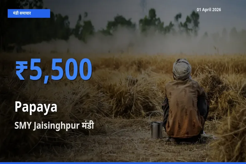 टॉप मंडी बना SMY Jaisinghpur! पपीता के सबसे ऊँचे दाम यहीं दर्ज