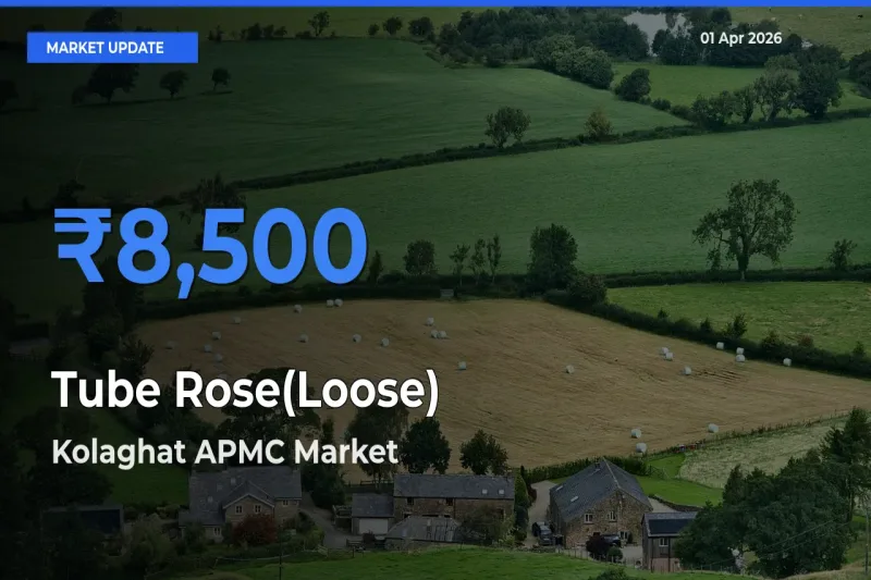 Top Performer! Kolaghat APMC Offers Best Tube Rose(Loose) Price Today