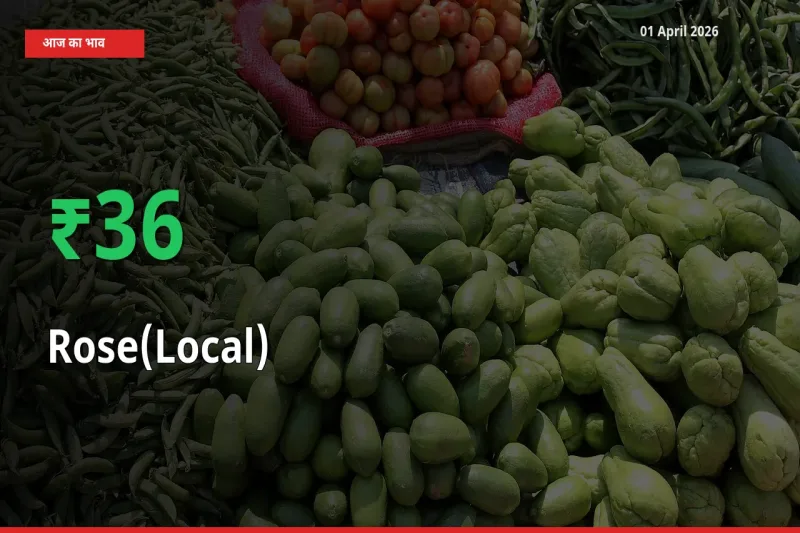 स्थानीय मंडी में गुलाब(स्थानीय) के दाम अचानक 36.33% उछले, किसान सतर्क