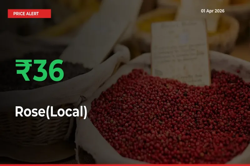 Sharp Jump! Rose(Local) Prices Climb 36.33% in 24 Hours at Key Mandis