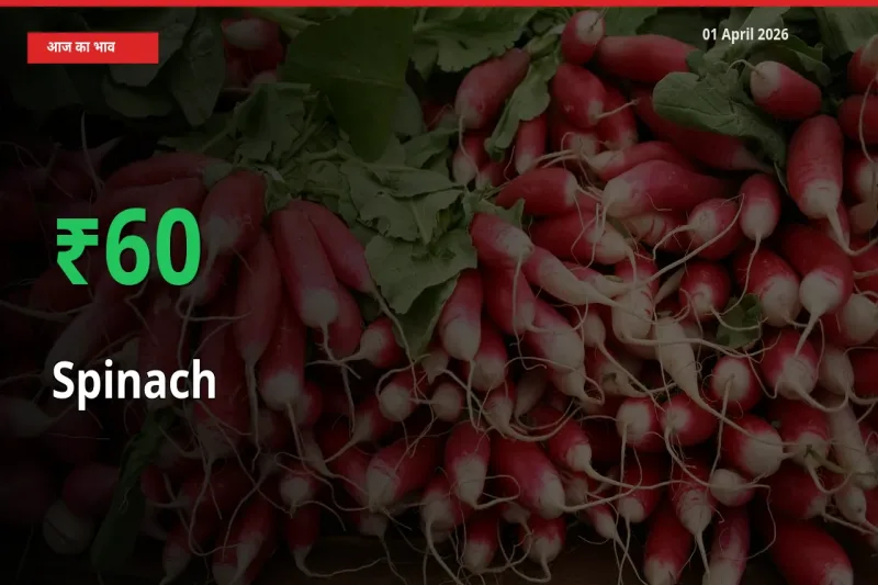 01 April अपडेट: पालक के दाम मंडी में 60.27% उछले