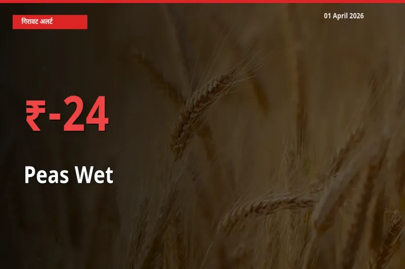 किसानों की चिंता बढ़ी! स्थानीय मंडी में हरी मटर 23.85% गिरा