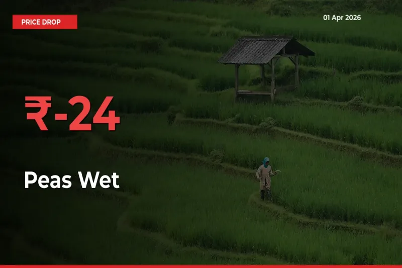 Sharp Fall! Peas Wet Prices Plunge 23.85% in a Day at Key Mandis