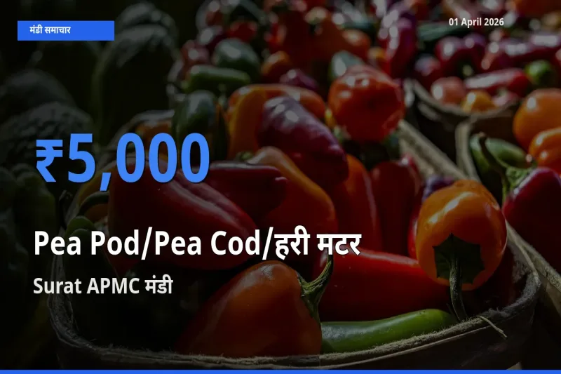आज मटर की फली के सबसे ज़्यादा दाम Surat APMC मंडी में दर्ज