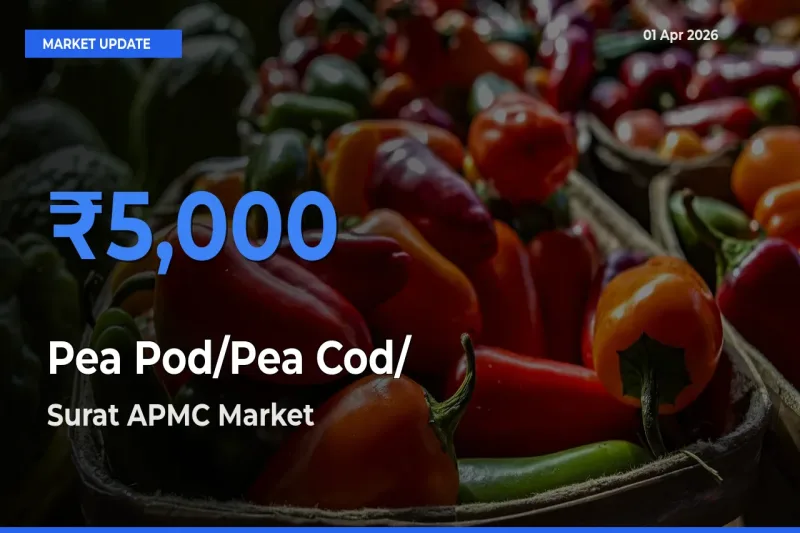 Surat APMC Leads as Top Mandi for Pea Pod/Pea Cod/हरी मटर Prices
