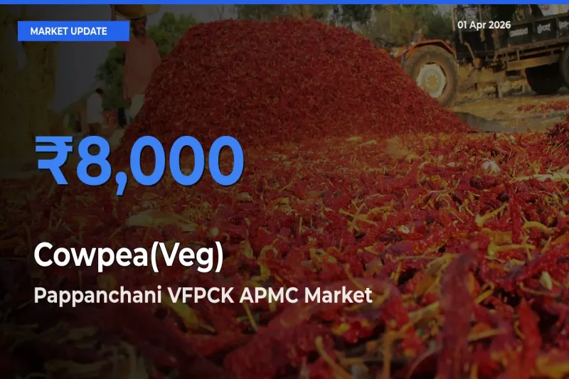 Pappanchani VFPCK APMC Tops Cowpea(Veg) Rates – April 01 Market Update