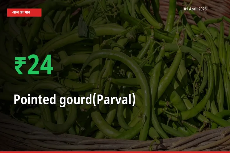 स्थानीय मंडी में परवल के दाम अचानक 24.11% उछले, किसान सतर्क