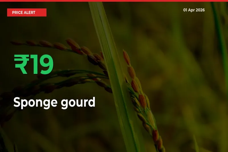 Sponge gourd Mandi Rate Today: Prices Jump 19.23% at Market