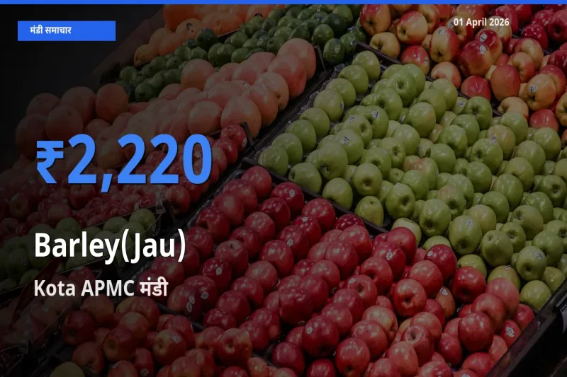 आज जौ के सबसे ऊँचे दाम ₹2,220 Kota APMC मंडी में