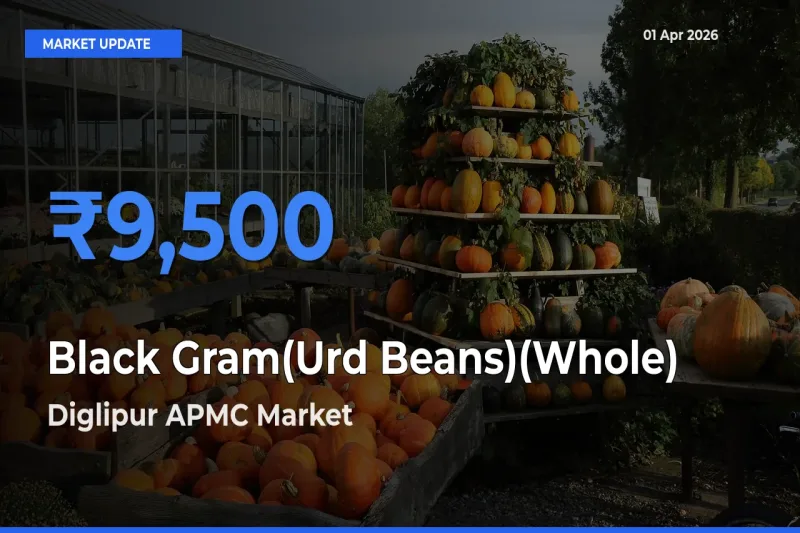 Diglipur APMC Leads as Top Mandi for Black Gram(Urd Beans)(Whole) Prices