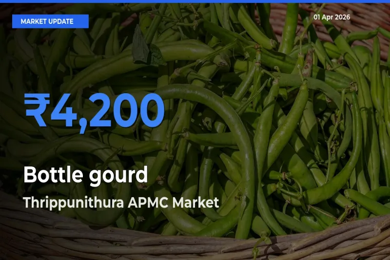 Thrippunithura APMC Offers ₹4,200 – Highest Bottle gourd Rate Today