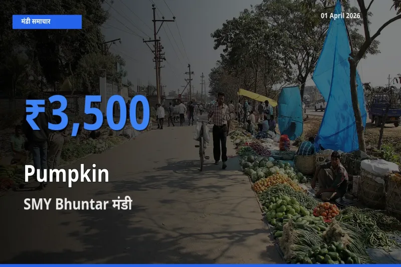 01 April अपडेट: कद्दू के सबसे ऊँचे दाम SMY Bhuntar मंडी में