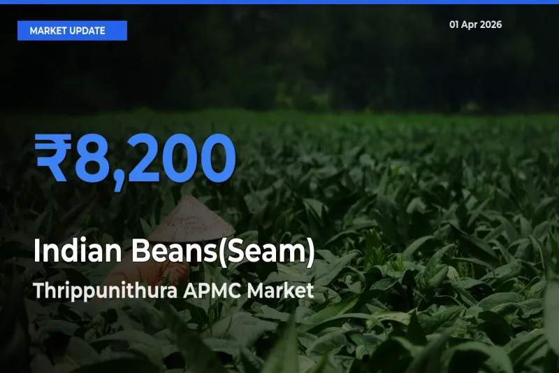 Thrippunithura APMC Leads as Top Mandi for Indian Beans(Seam) Prices