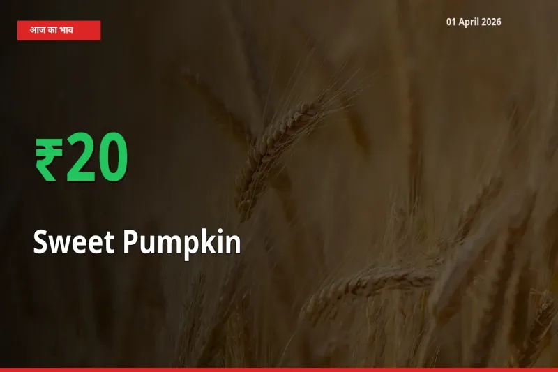 लाल कद्दू 20.22% उछला, मंडी
