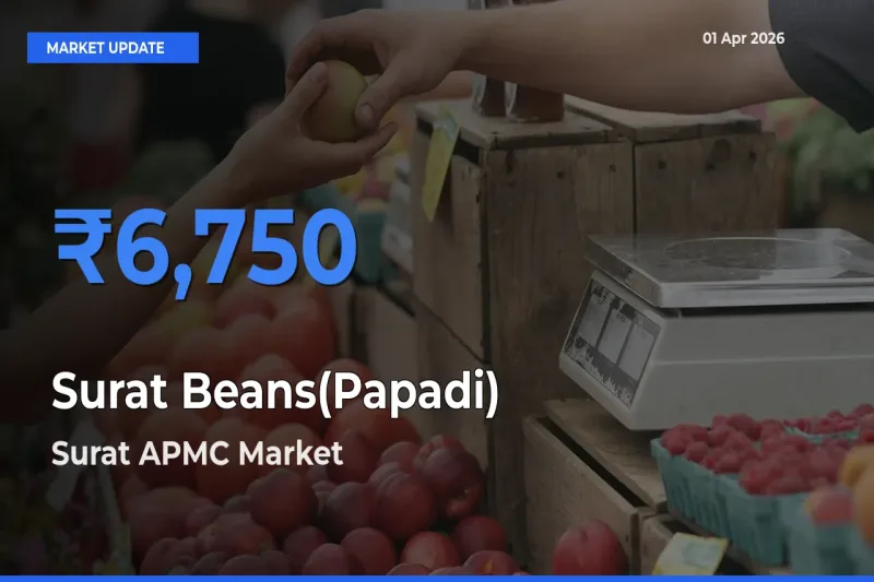 Farmers Prefer Surat APMC as Surat Beans(Papadi) Hits Highest Rate