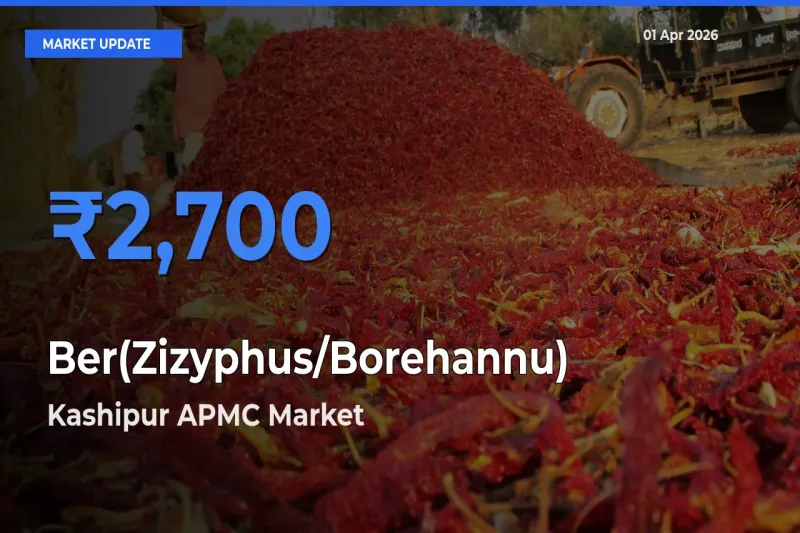 Kashipur APMC Tops Ber(Zizyphus/Borehannu) Mandi Rates Today