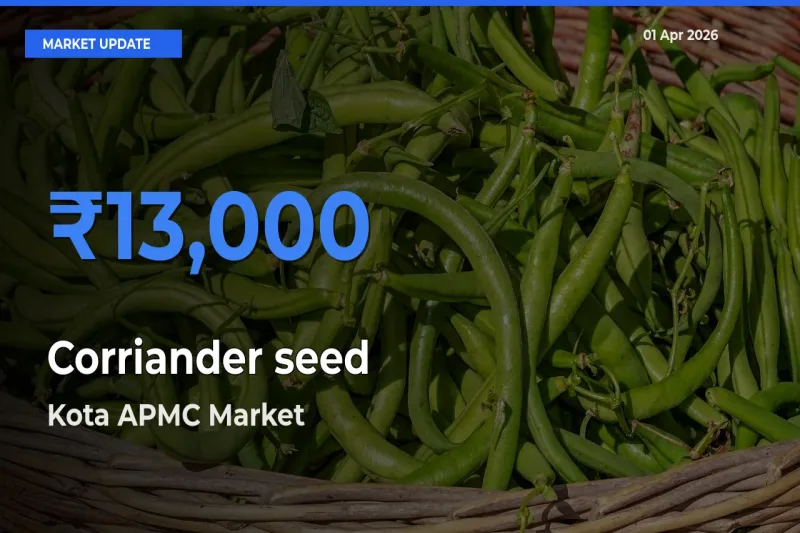 Kota APMC Emerges as Top Mandi for Corriander seed Prices Today