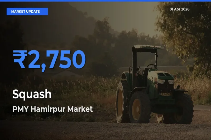 PMY Hamirpur Leads as Top Mandi for Squash Prices