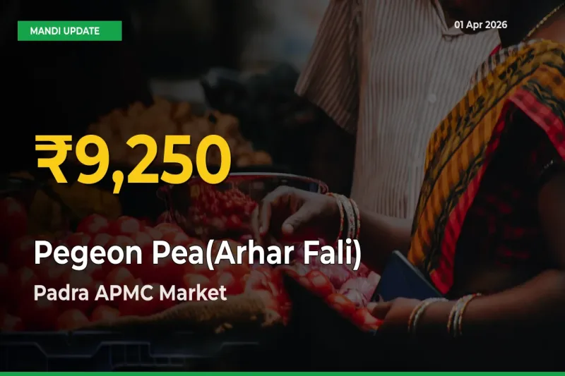 Pegeon Pea(Arhar Fali) Price Hits New High in Padra APMC Today – Check Latest Mandi Rates