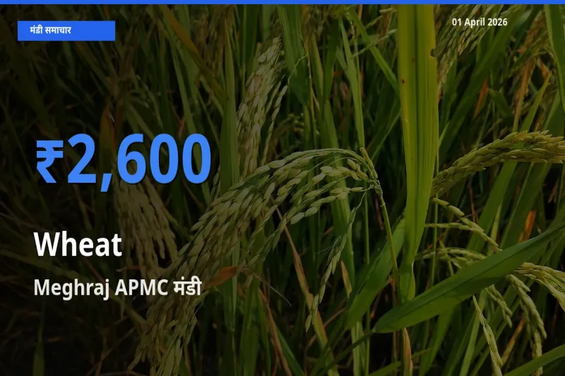 आज गेहूँ के सबसे ऊँचे दाम ₹2,600 Meghraj APMC मंडी में