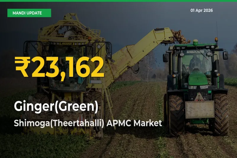 Fresh Record! Ginger(Green) Price Climbs to New High in Shimoga(Theertahalli) APMC