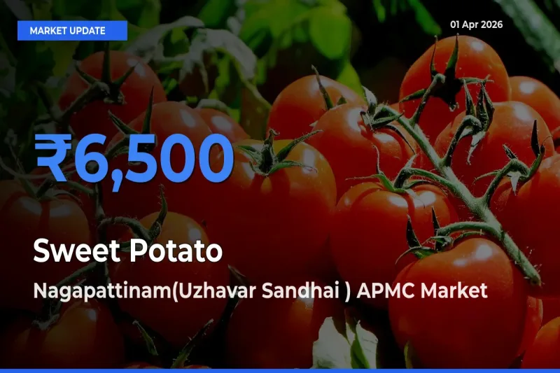 Farmers Prefer Nagapattinam(Uzhavar Sandhai ) APMC as Sweet Potato Hits Highest Rate