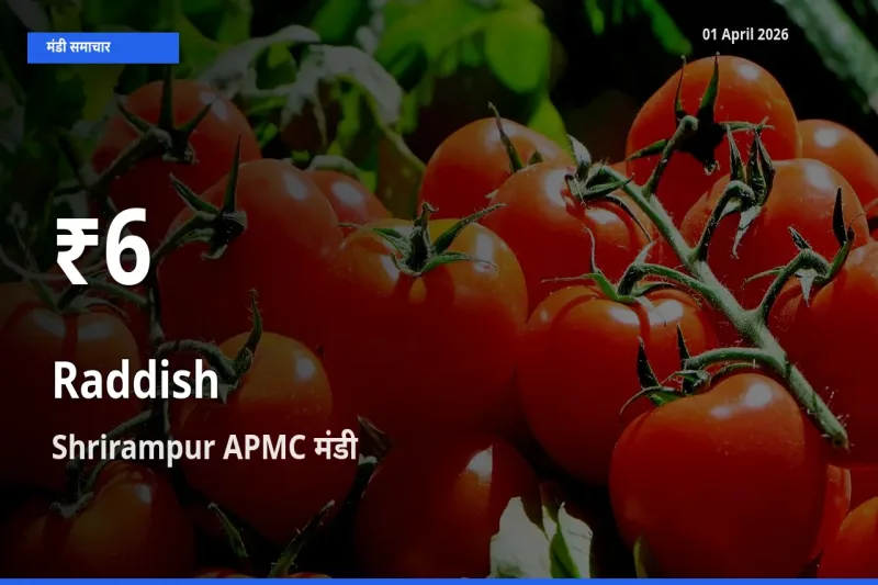 मूली के दाम 30 दिनों के सबसे निचले स्तर पर, Shrirampur APMC