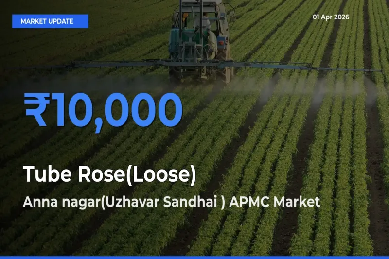 Farmers Prefer Anna nagar(Uzhavar Sandhai ) APMC as Tube Rose(Loose) Hits Highest Rate