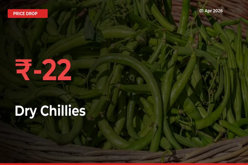 Sharp Fall! Dry Chillies Prices Plunge 22.18% in a Day at Key Mandis