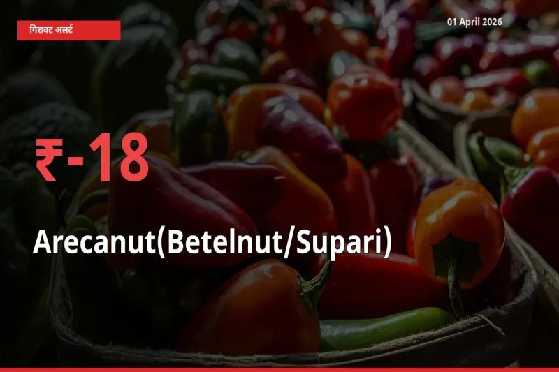स्थानीय मंडी में सुपारी के दाम अचानक 17.69% गिरे, किसानों की चिंता बढ़ी
