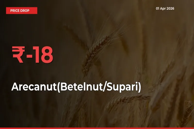 This Mandi Records 17.69% Fall in Arecanut(Betelnut/Supari) Prices