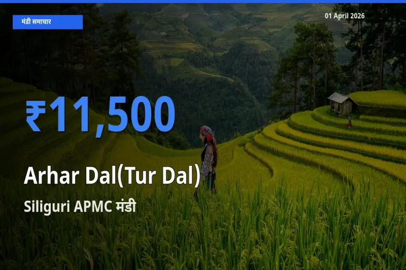 आज अरहर दाल के सबसे ऊँचे दाम ₹11,500 Siliguri APMC मंडी में