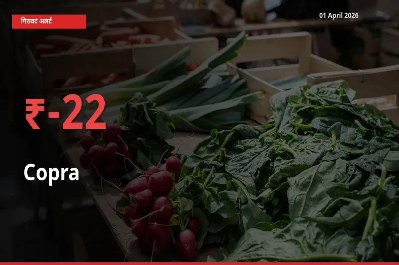 अचानक झटका! मंडी में सूखा नारियल के दाम 22.2% टूटे