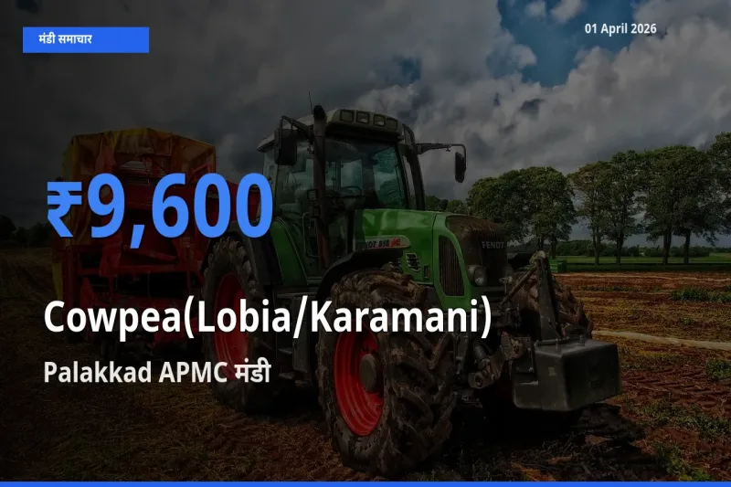 किसानों की पसंद बना Palakkad APMC, लोबिया (करमानी) के सबसे अच्छे दाम