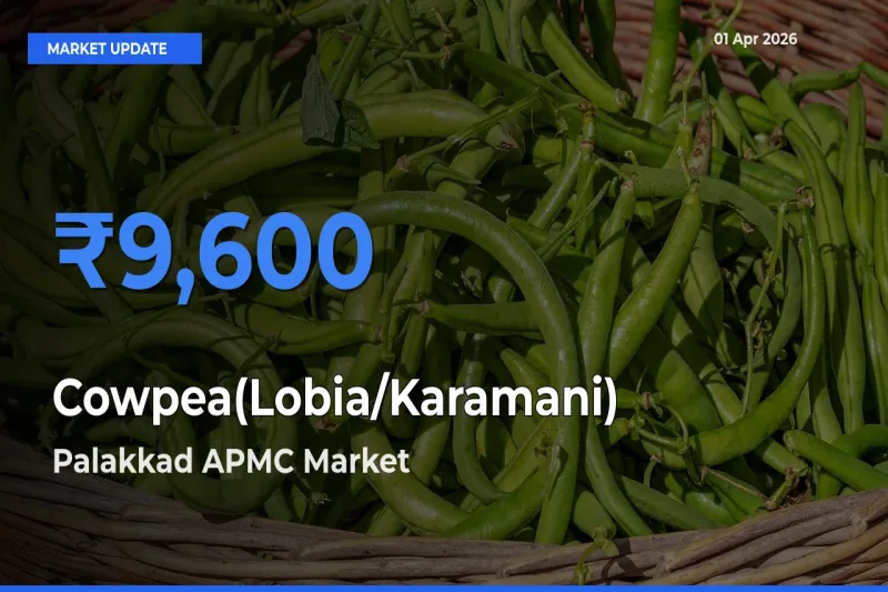 Market Watch: Palakkad APMC Becomes Top Mandi for Cowpea(Lobia/Karamani)
