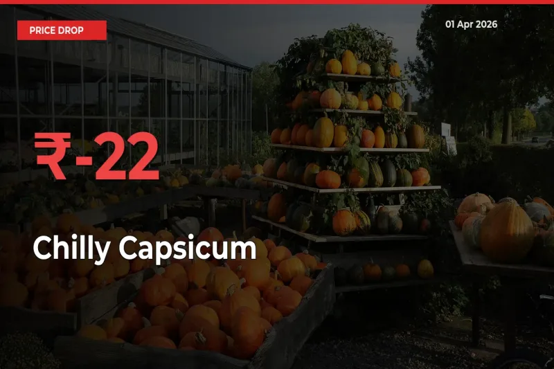 Chilly Capsicum Falls 22.19% at Mandis