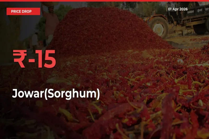 Jowar(Sorghum) Falls 15.06% at Mandis