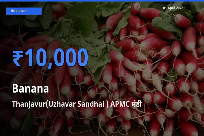 आज का मंडी भाव: केला के सबसे ज़्यादा दाम Thanjavur(Uzhavar Sandhai ) APMC में