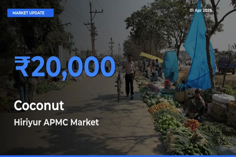 Market Watch: Hiriyur APMC Becomes Top Mandi for Coconut