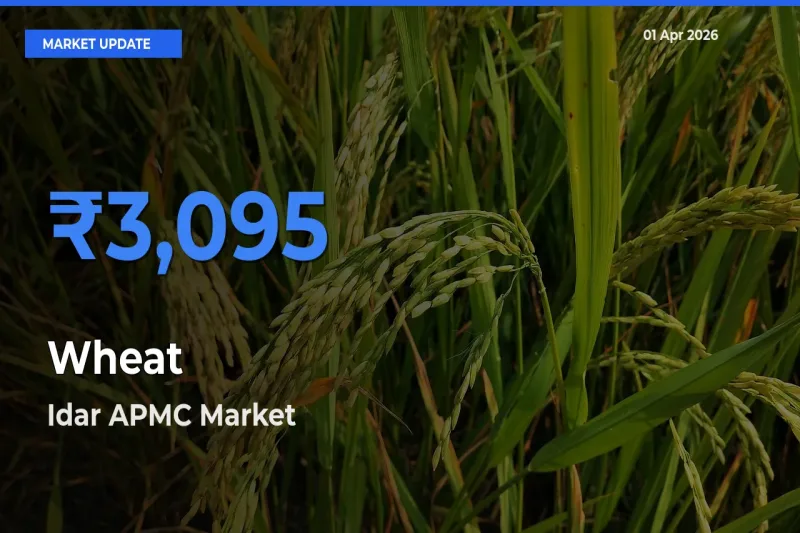 Idar APMC Offers ₹3,095 – Highest Wheat Rate Today