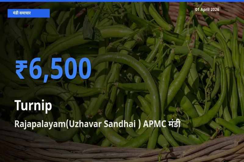 बाज़ार संकेत: Rajapalayam(Uzhavar Sandhai ) APMC बना शलजम के लिए आज की टॉप मंडी