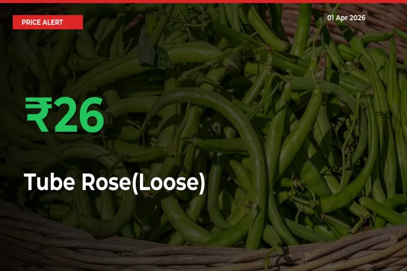 Tube Rose(Loose) Prices Rise 26.18% in a Day at Major Mandis