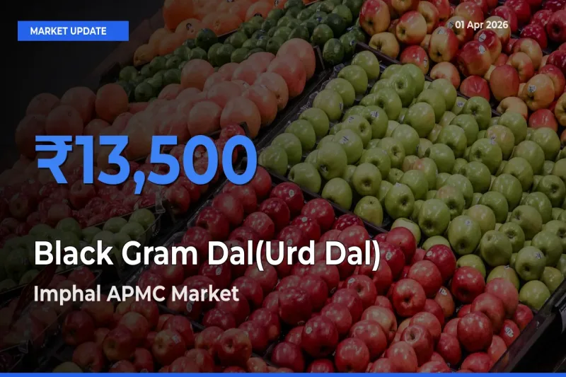 Imphal APMC Offers ₹13,500 – Highest Black Gram Dal(Urd Dal) Rate Today