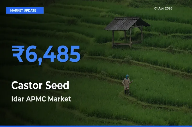 Farmers Prefer Idar APMC as Castor Seed Hits Highest Rate