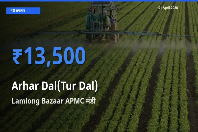 01 April अपडेट: अरहर दाल के सबसे ऊँचे दाम Lamlong Bazaar APMC मंडी में
