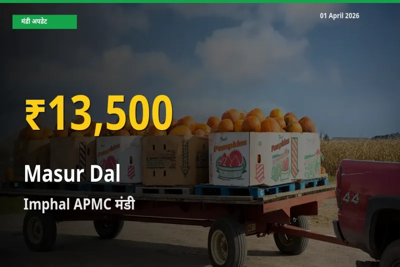 Imphal APMC में मसूर दाल ₹13,500 पर पहुँचा – अब तक का उच्चतम भाव