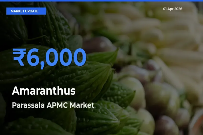 Parassala APMC Emerges as Top Mandi for Amaranthus Prices Today