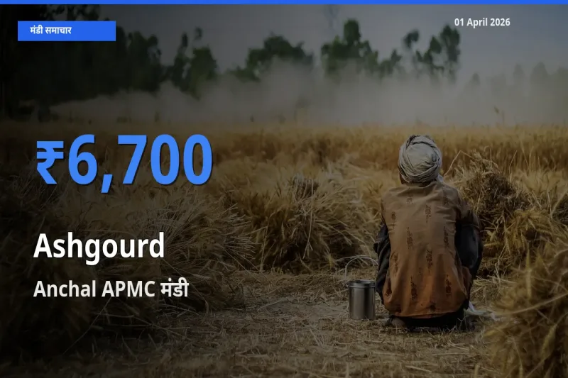 किसानों की पसंद बना Anchal APMC, पेठा कद्दू के सबसे अच्छे दाम